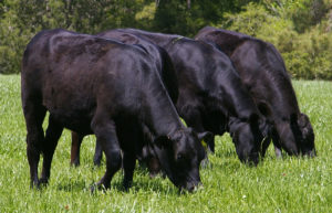 Абердин-ангусская порода крупного рогатого скота
