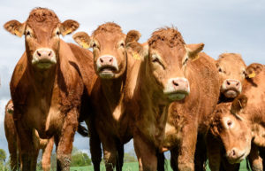 Charolais cattle